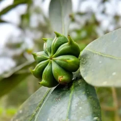 Burlap & Barrel Five Spice Blend