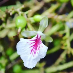 Cardamom Extract | Alta Verapaz, Guatemala