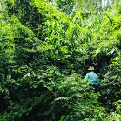 Cardamom Extract | Alta Verapaz, Guatemala