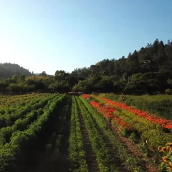 Cayenne Powder - Single Origin Spice & Seasoning