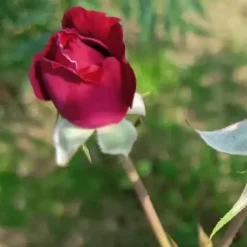 Damask Rose Petal Powder