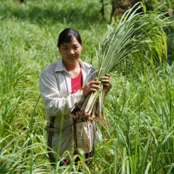 Drumstick Lemongrass - Single Origin Spice & Seasoning