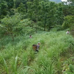 Drumstick Lemongrass - Single Origin Spice & Seasoning