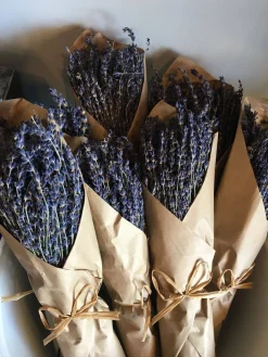 French Organic Lavender Bundle