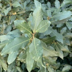 Ground Laurel Bay Leaves - Single Origin Spice & Seasoning
