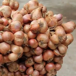 Purple Shallot Slices - Single Origin Spice & Seasoning