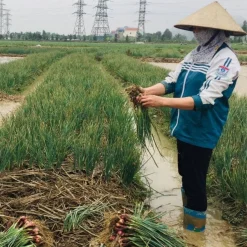 Purple Stripe Garlic - Single Origin Spice & Seasoning