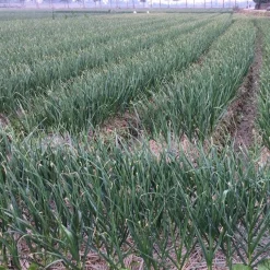 Purple Stripe Garlic - Single Origin Spice & Seasoning