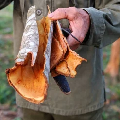 Royal Cinnamon (Saigon cinnamon)