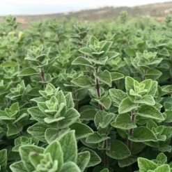 Single Origin Za’atar Blend