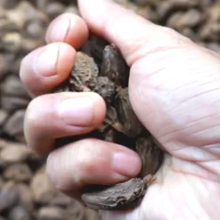 Smoked Black Cardamom