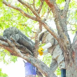 Smoked Woodland Honey - Single Origin Raw Unrefined Honey