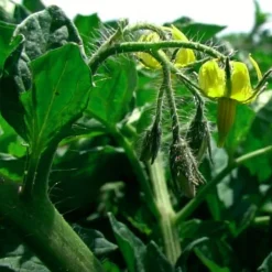 Sun-Dried Tomato Powder - Single Origin Spice & Seasoning